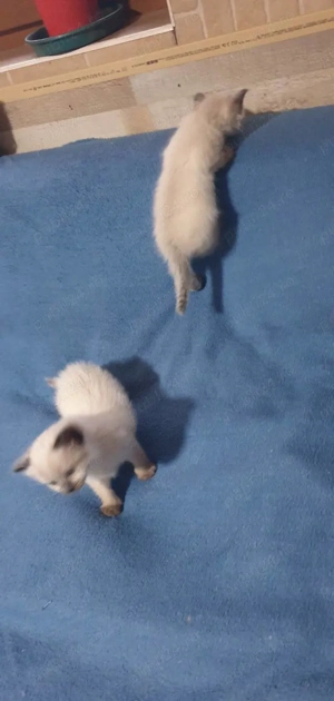 Vănd doi motănei birmanezi - imagine 4