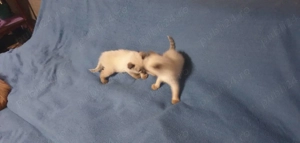 Vănd doi motănei birmanezi - imagine 5