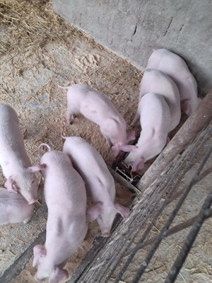 Purcei landrace de vinzare - imagine 2