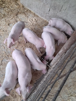 Purcei landrace de vinzare - imagine 5