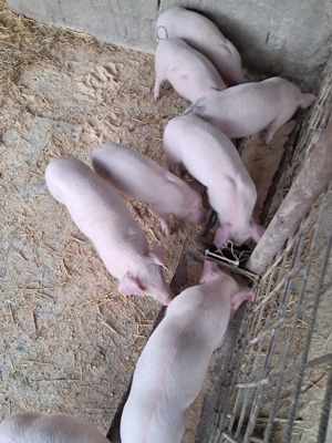 Purcei landrace de vinzare - imagine 3