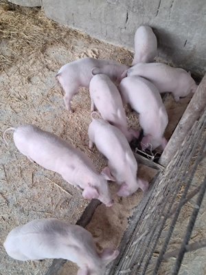 Purcei landrace de vinzare - imagine 4