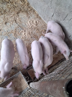 Purcei landrace de vinzare