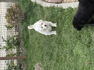 Femelute Asia Centrală  - imagine 4