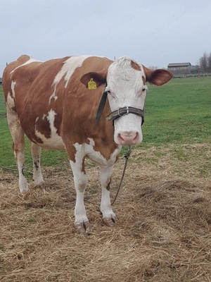 Vând vaca de talie mare.