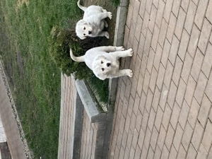 Femelute Asia Centrală  - imagine 3