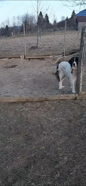 Femeluţă Ciobanesc de Bucovina - imagine 4