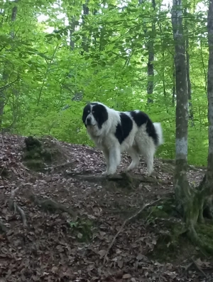 Femeluţă Ciobanesc de Bucovina - imagine 5