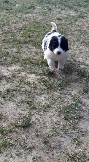 Femeluţă Ciobanesc de Bucovina - imagine 3