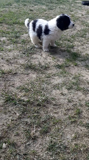 Femeluţă Ciobanesc de Bucovina - imagine 2