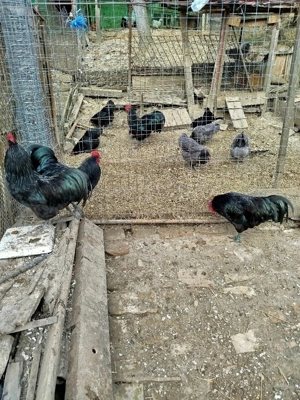 Ofertă!!! Găini australorp  - imagine 2
