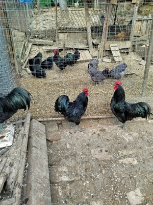Ofertă!!! Găini australorp  - imagine 3
