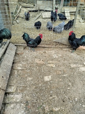 Ofertă!!! Găini australorp  - imagine 4