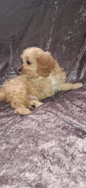 Maltipoo fetita - imagine 3