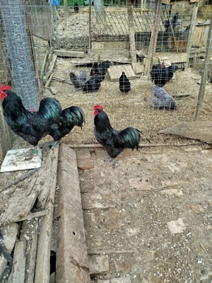 Ofertă!!! Găini australorp 