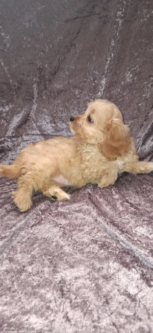 Maltipoo fetita - imagine 5