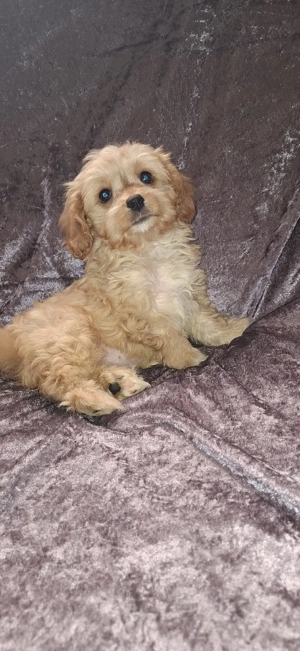 Maltipoo fetita - imagine 4