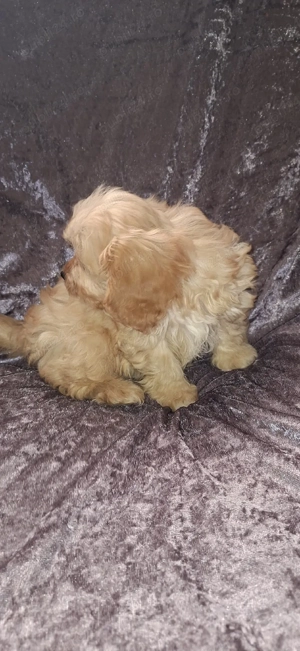 Maltipoo fetita - imagine 2