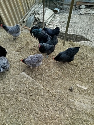 Ofertă!!! Găini australorp  - imagine 5