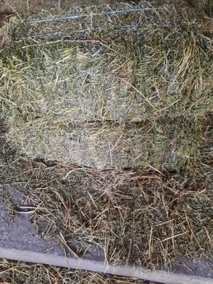 Baloti lucerna de vanzare 