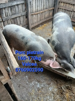 Porci pietrain de vanzare