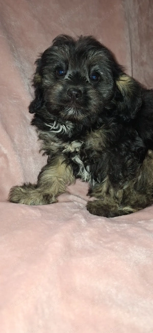 Cavapoo baiat - imagine 5