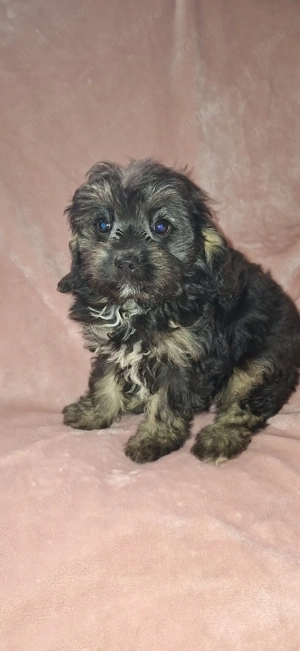 Cavapoo baiat - imagine 4