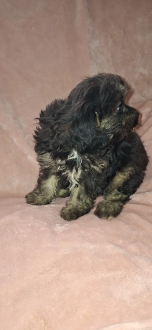 Cavapoo baiat - imagine 2