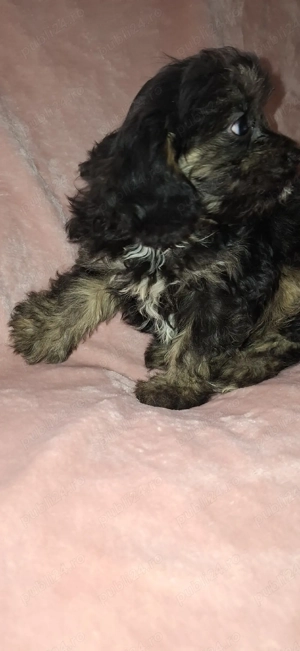 Cavapoo baiat