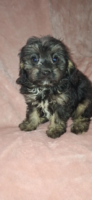 Cavapoo baiat - imagine 3