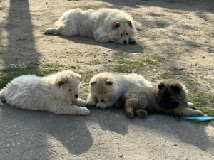 Căței Chow Chow de vânzare  - imagine 3
