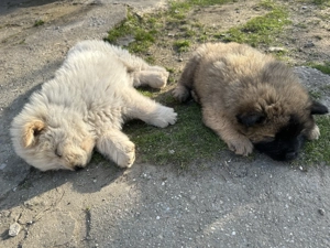 Căței Chow Chow de vânzare  - imagine 5