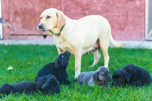 vand catei Labrador - imagine 2