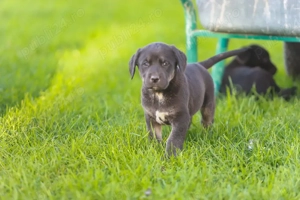 vand catei Labrador - imagine 3