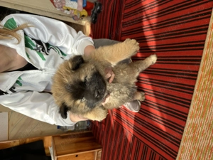 Căței Chow Chow de vânzare  - imagine 7