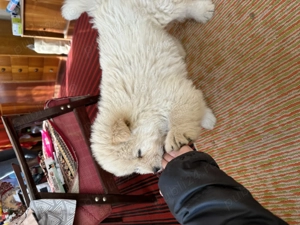 Căței Chow Chow de vânzare  - imagine 9