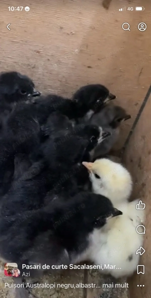 Puisori cauta casuta noua! - imagine 3