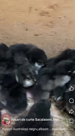 Puisori cauta casuta noua! - imagine 2