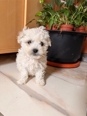 catei bichon frise - imagine 2