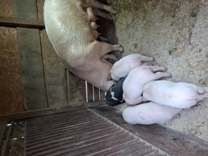 Vand purcei varsta 6 saptamani. - imagine 3