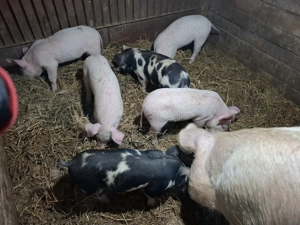 Vand purcei varsta 6 saptamani. - imagine 2