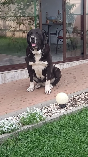 Femelute Asia Centrală  - imagine 5