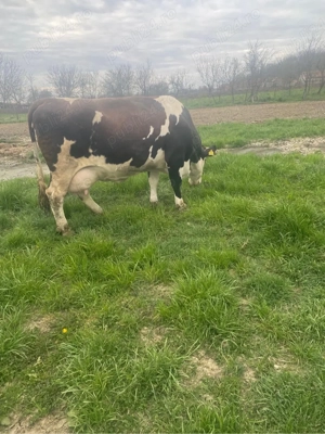 Vaca de lapte  - imagine 3