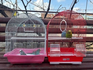 perusi diferite culori - imagine 3