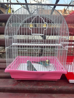 perusi diferite culori - imagine 5