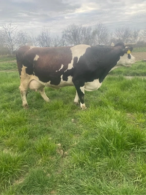 Vaca de lapte  - imagine 2