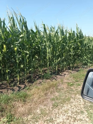 Service de recoltate