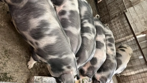 Vând purci20 lei kg 