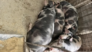 Vând purci 15lei kg  - imagine 4