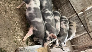 Vând purci 15lei kg  - imagine 2